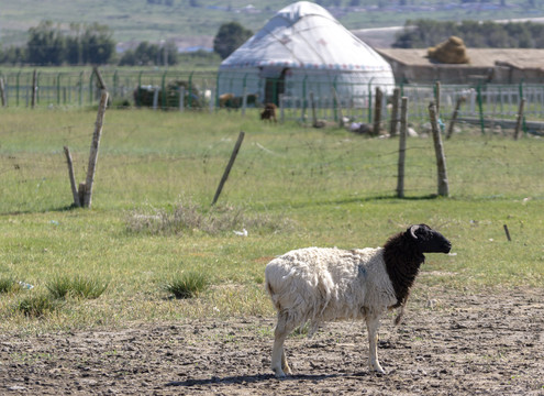 蒙古包前的羊