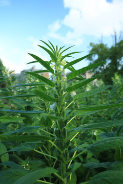 芝麻开花