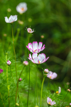 格桑花