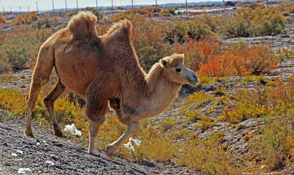 戈壁滩沙漠大漠一只骆驼