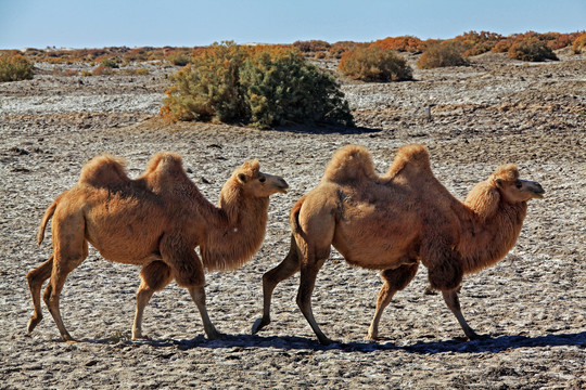 戈壁滩沙漠荒漠两只骆驼7