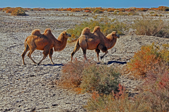 戈壁滩沙漠荒漠两只骆驼9