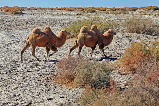 荒漠沙漠戈壁滩两只骆驼10