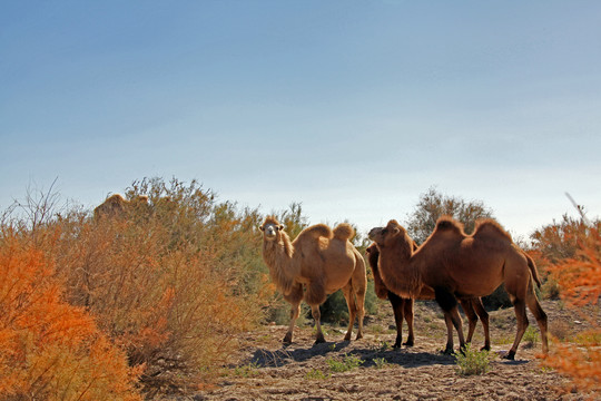沙漠戈壁滩三只骆驼红柳11