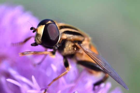 蜜蜂复眼