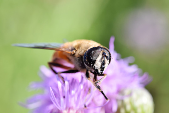 蜜蜂微距