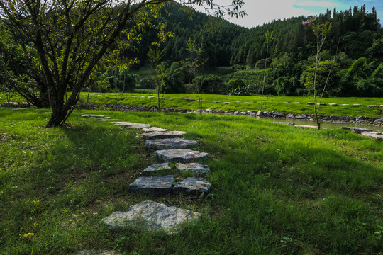 草坪绿草