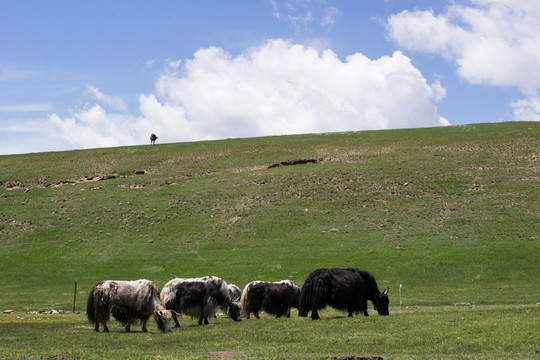 高原上的牦牛