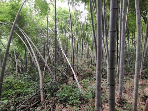 竹林