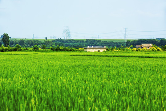 稻田风光