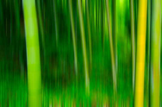 抽象竹林