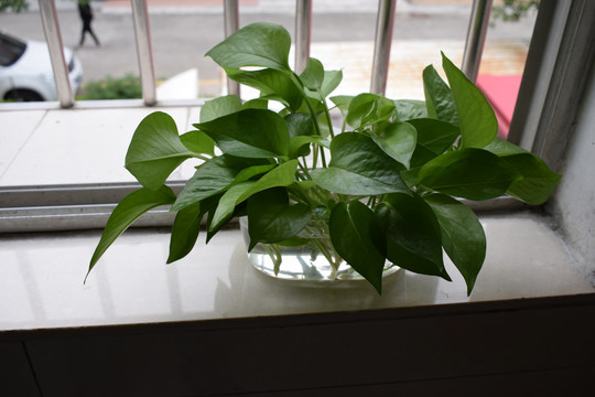 窗台上的绿色植物