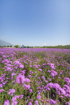 大理花语牧场