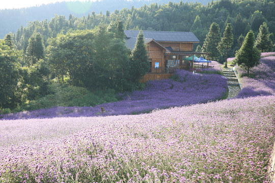 花海