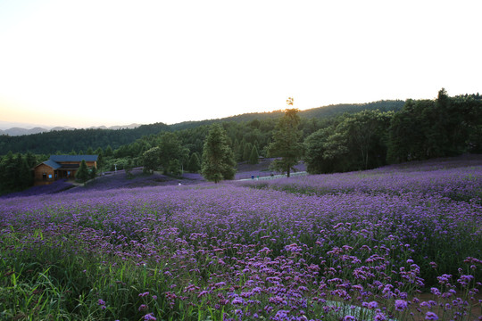 野三关花海