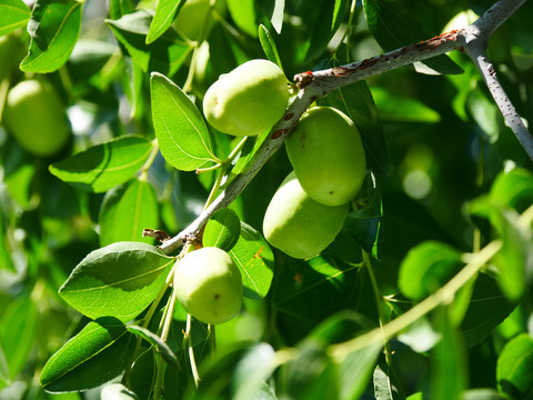 瓜果种植青枣挂果