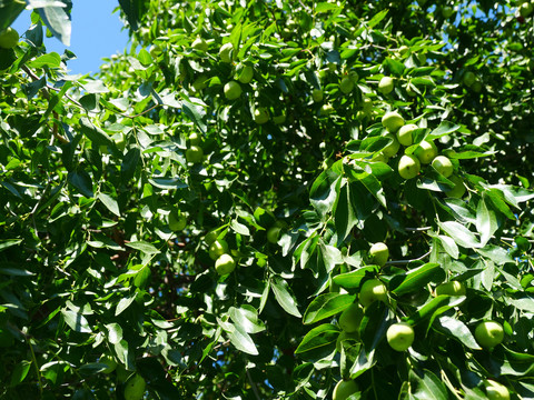 瓜果种植青枣挂果