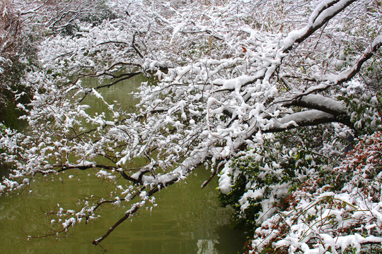泰州雪景