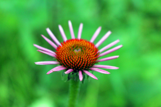 松果菊