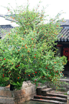 石榴树