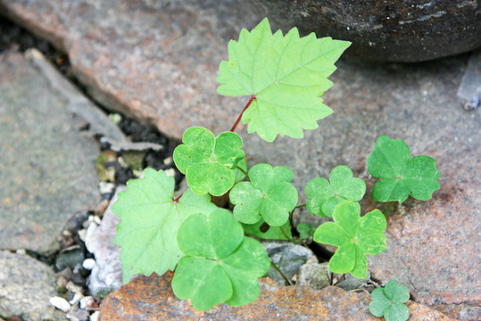 石缝野草