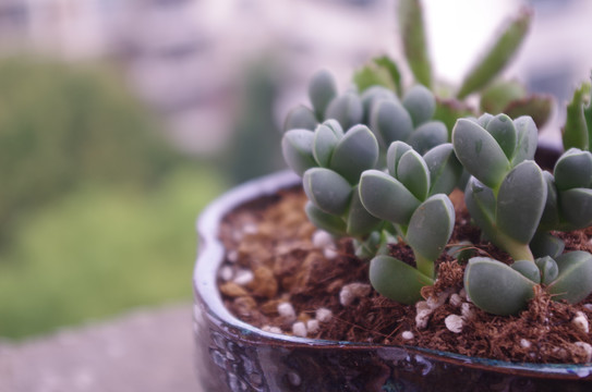 阳台多肉植物盆栽鹿角海棠