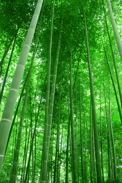 竹林