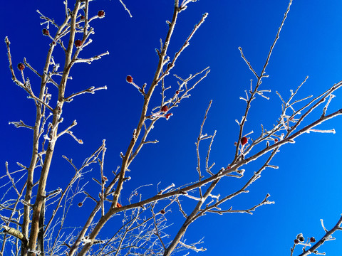冬季挂霜树枝