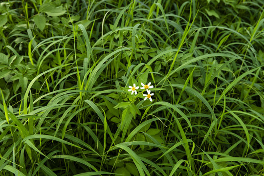 野花小草