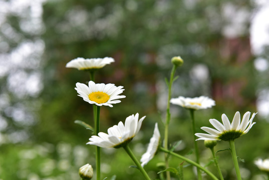 白色菊花