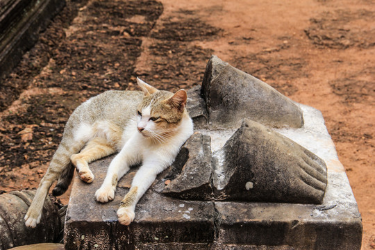 柬埔寨暹粒斑提色玛寺懒懒的猫