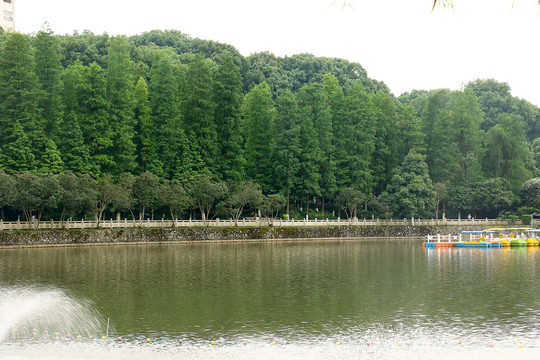 树林