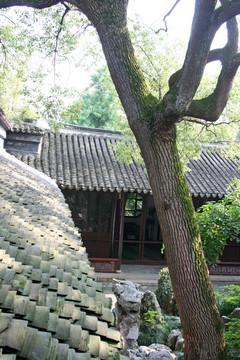 庭院