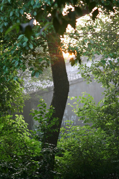 早晨阳光树木