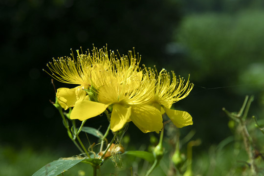 金丝桃花