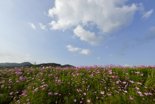 花海庄园