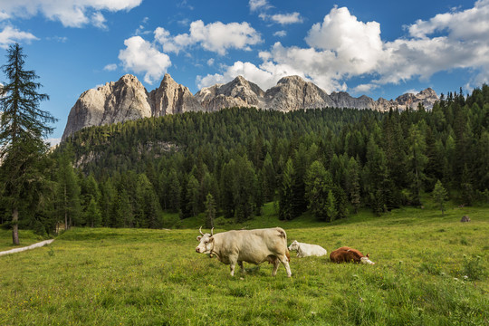 意大利多洛米蒂阿尔卑斯山下的牛