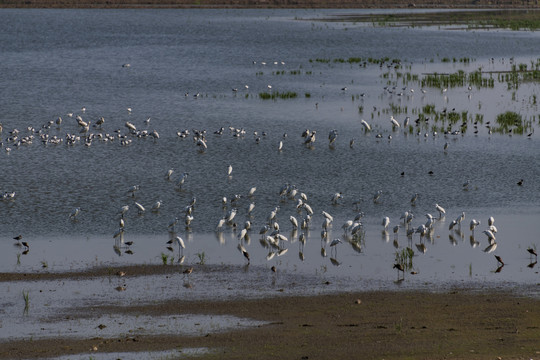 龙感湖湿地水鸟
