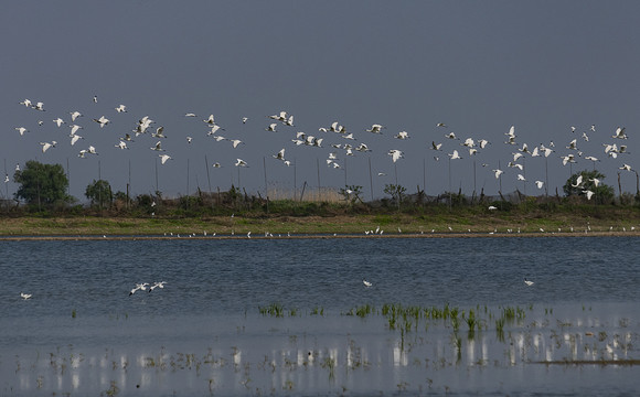 龙感湖湿地白琵鹭飞翔