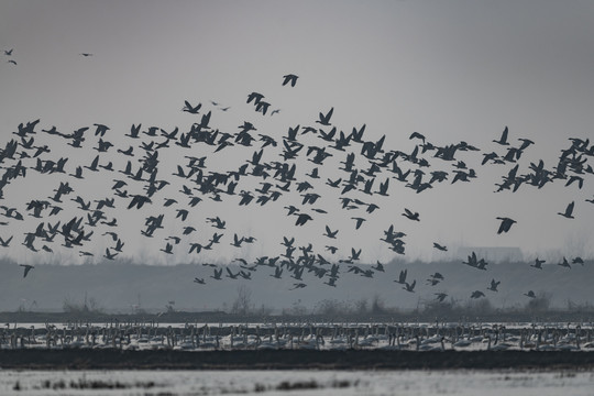 龙感湖湿地候鸟聚集