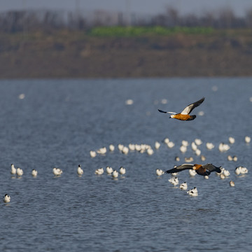 龙感湖湿地赤麻鸭
