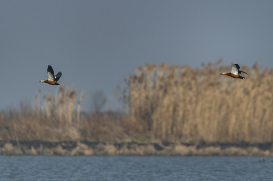 龙感湖湿地赤麻鸭