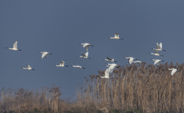 龙感湖湿地白琵鹭