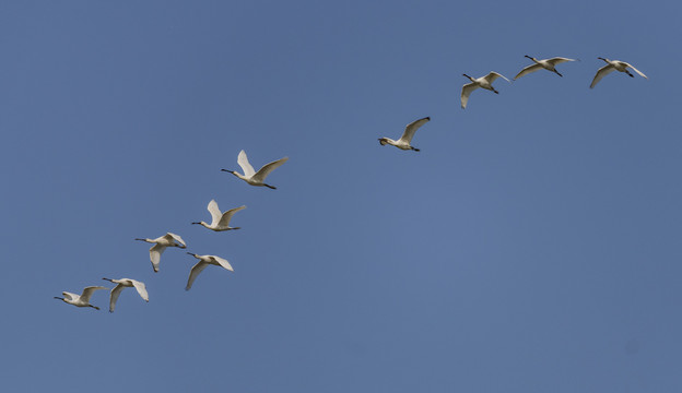 龙感湖湿地白琵鹭