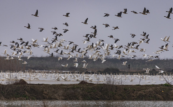 龙感湖湿地候鸟群飞