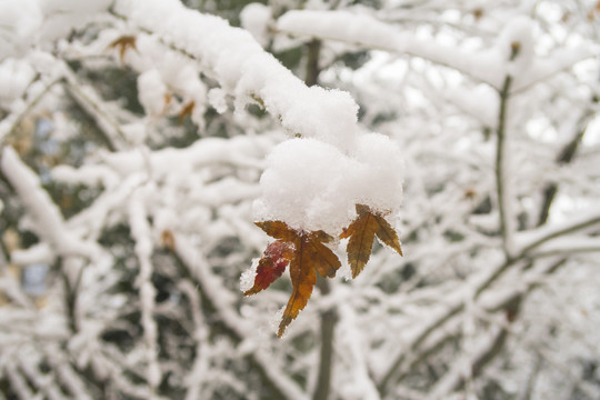 雪中枫叶