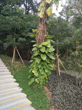树