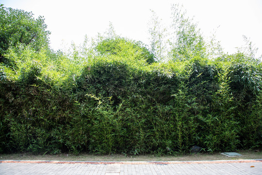 竹子植物墙