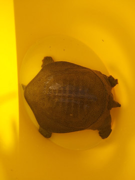 甲鱼