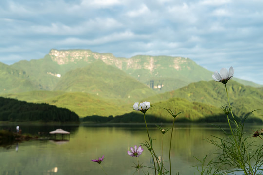 瓦屋山格桑花